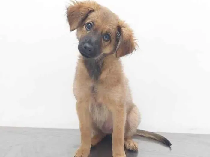 Cachorro ra a SRD-ViraLata idade 1 ano nome Serena