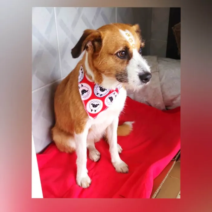 Cachorro raça SRD-ViraLata idade 2 anos nome Barbie