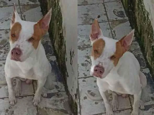 Cachorro ra a Sem Raça Definida  idade 6 ou mais anos nome Boris