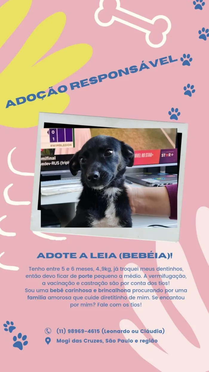 Cachorro ra a SRD-ViraLata idade 2 a 6 meses nome Leia