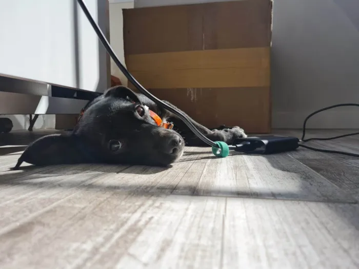 Cachorro ra a SRD-ViraLata idade 2 a 6 meses nome Leia