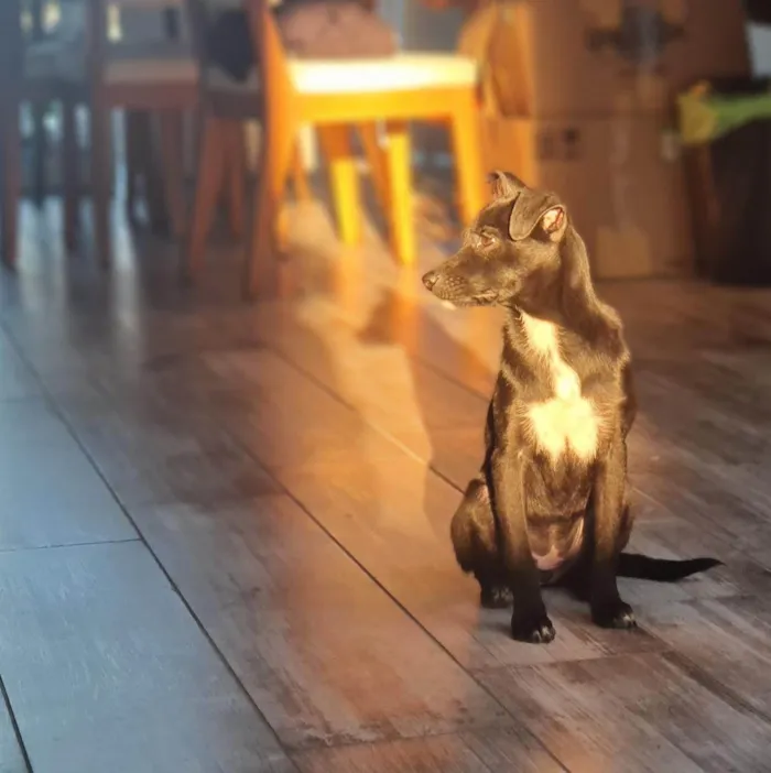 Cachorro ra a SRD-ViraLata idade 2 a 6 meses nome Leia