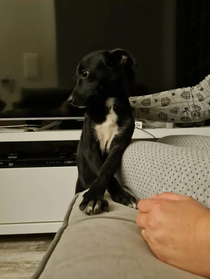 Cachorro ra a SRD-ViraLata idade 2 a 6 meses nome Leia
