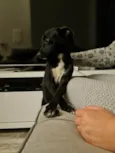 Leia