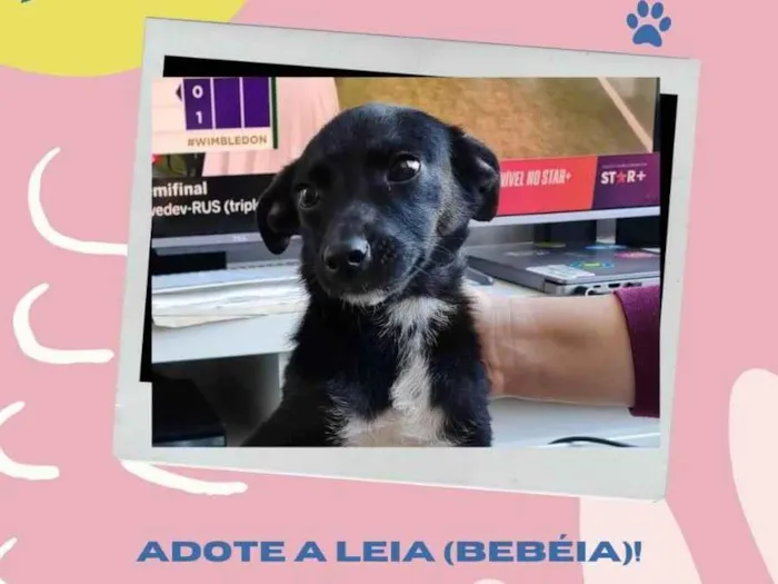 Cachorro ra a SRD-ViraLata idade 2 a 6 meses nome Leia