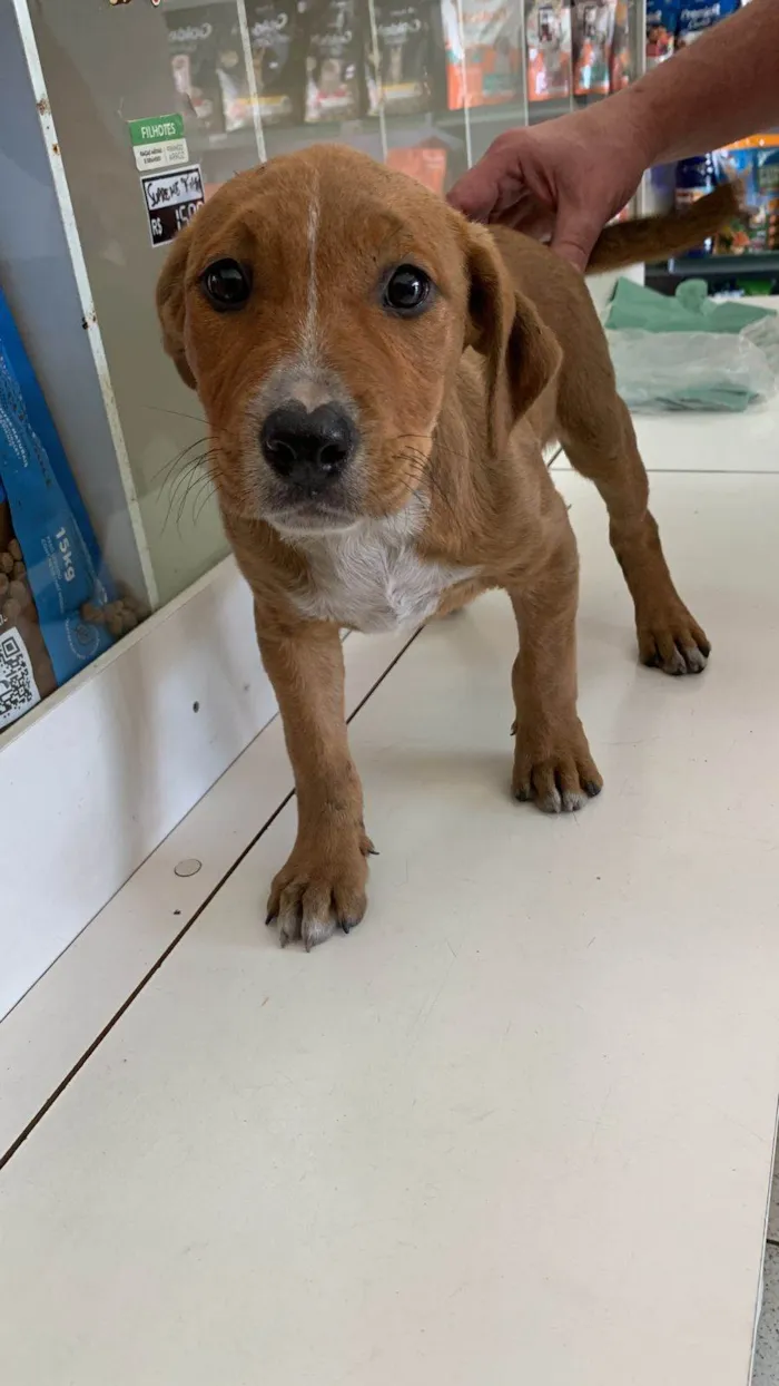 Cachorro ra a Mestiça de Pitbull  idade 2 a 6 meses nome Babi