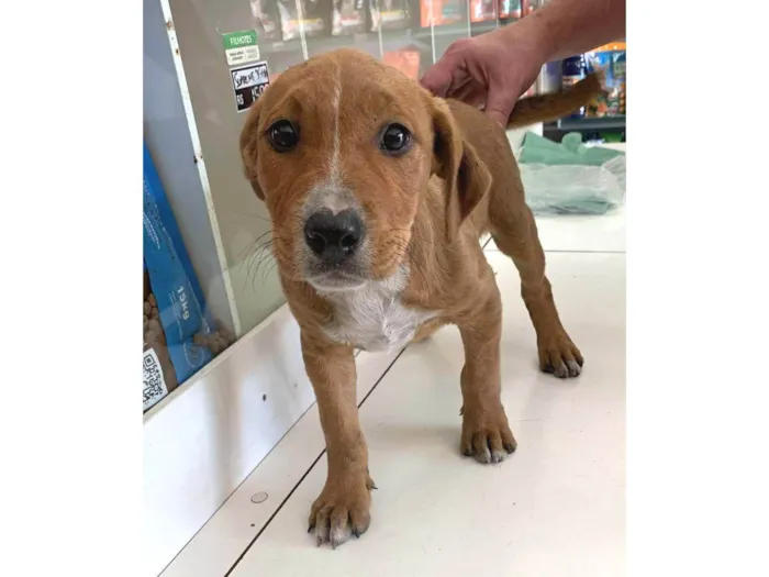 Cachorro ra a Mestiça de Pitbull  idade 2 a 6 meses nome Babi