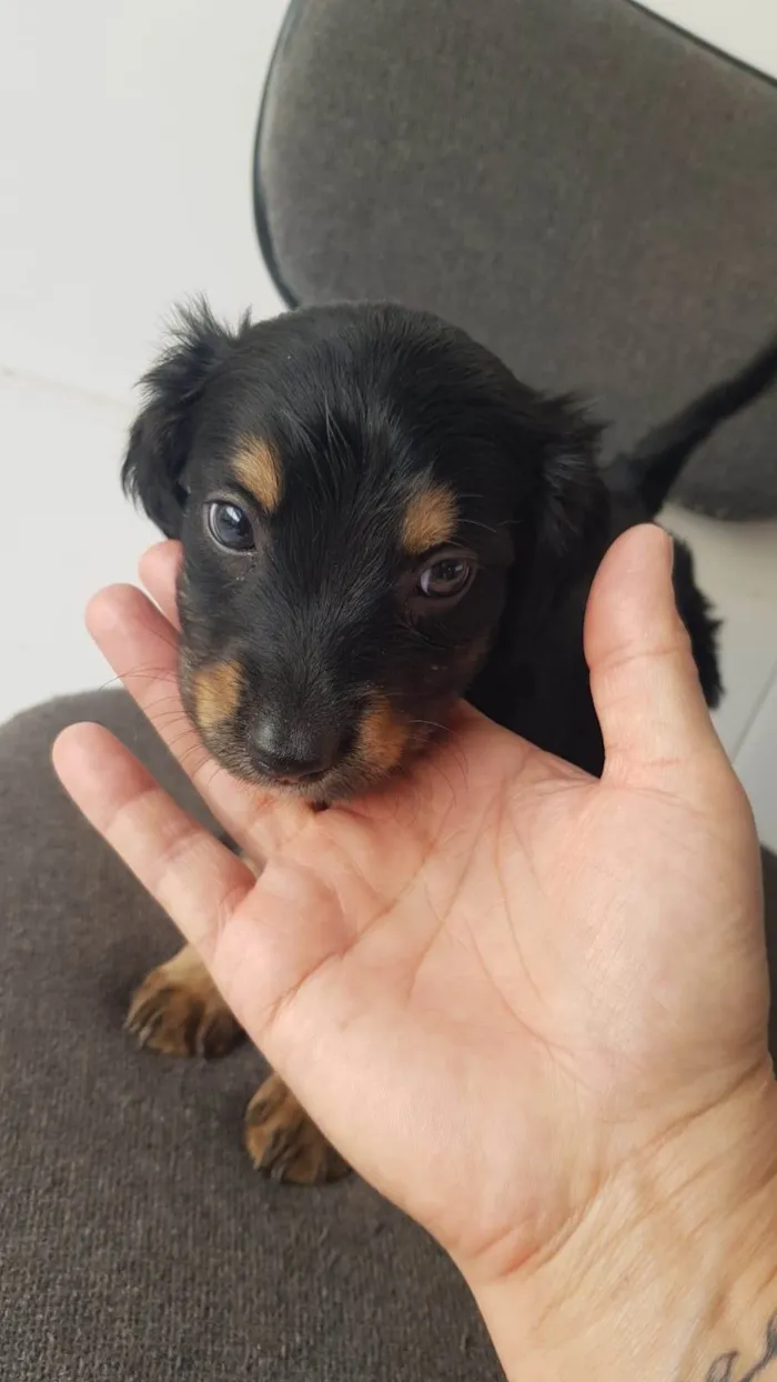 Cachorro ra a SRD-ViraLata idade Abaixo de 2 meses nome Não dei nomes