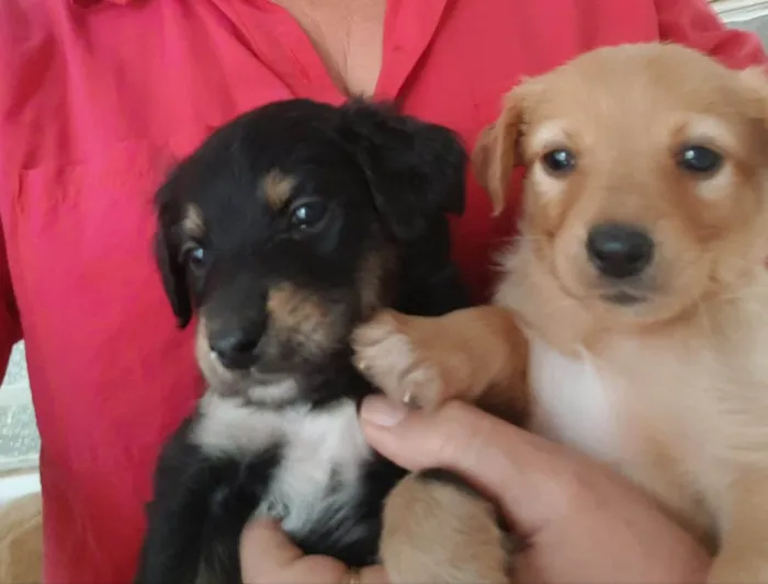 Cachorro ra a SRD-ViraLata idade Abaixo de 2 meses nome Não dei nomes