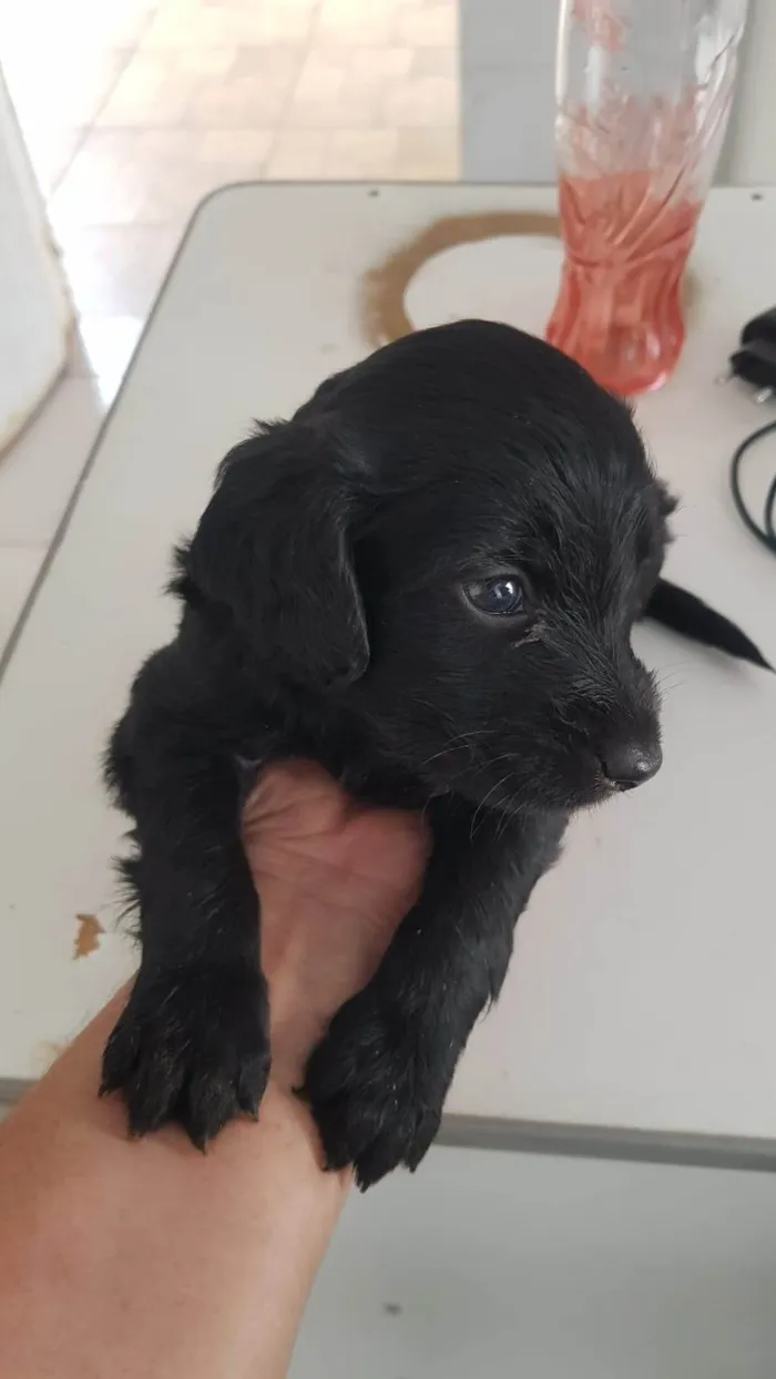 Cachorro ra a SRD-ViraLata idade Abaixo de 2 meses nome Não dei nomes