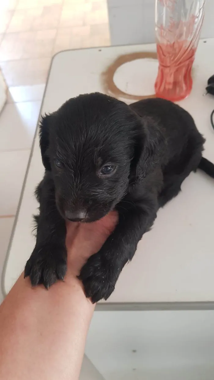 Cachorro ra a SRD-ViraLata idade Abaixo de 2 meses nome Não dei nomes