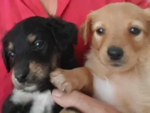 Cachorro raça SRD-ViraLata idade Abaixo de 2 meses nome Não dei nomes