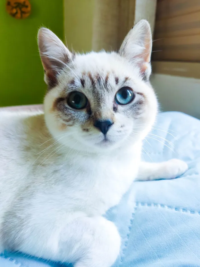 Gato ra a Srd idade 2 a 6 meses nome Sem nome 