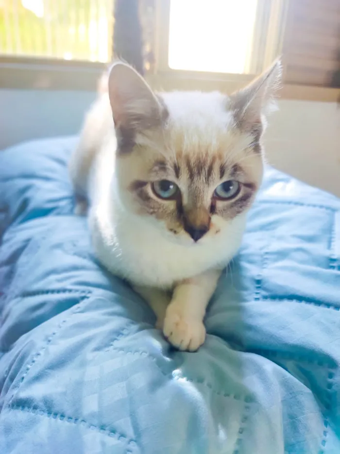 Gato ra a Srd idade 2 a 6 meses nome Sem nome 