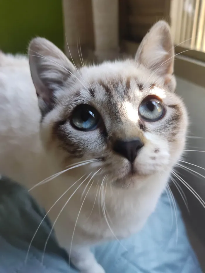 Gato ra a Srd idade 2 a 6 meses nome Sem nome 