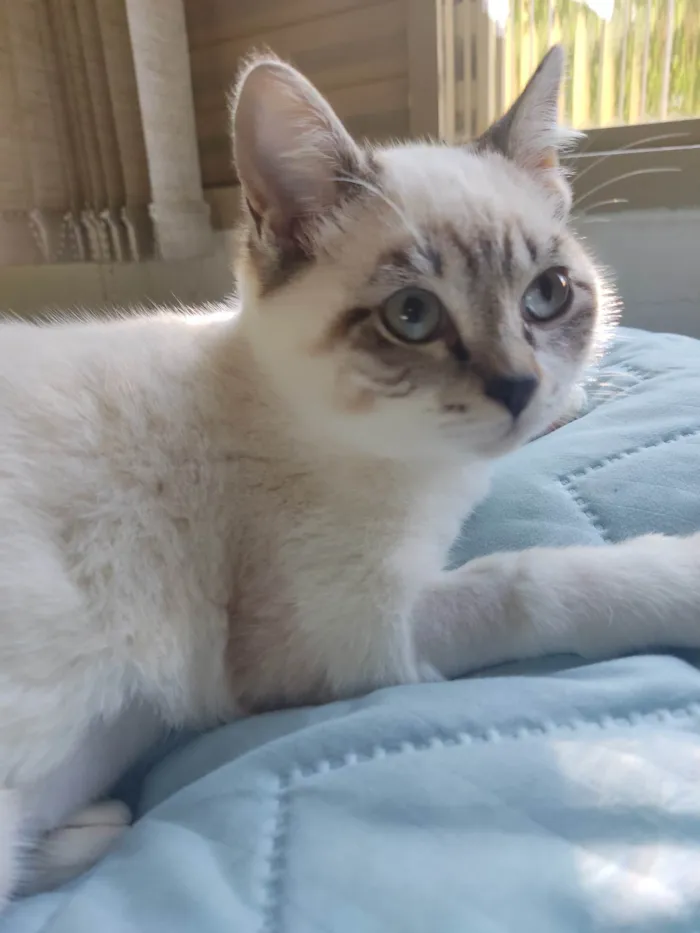 Gato ra a Srd idade 2 a 6 meses nome Sem nome 
