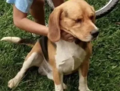 Cachorro raça Mistura de Beagle idade  nome Naruto