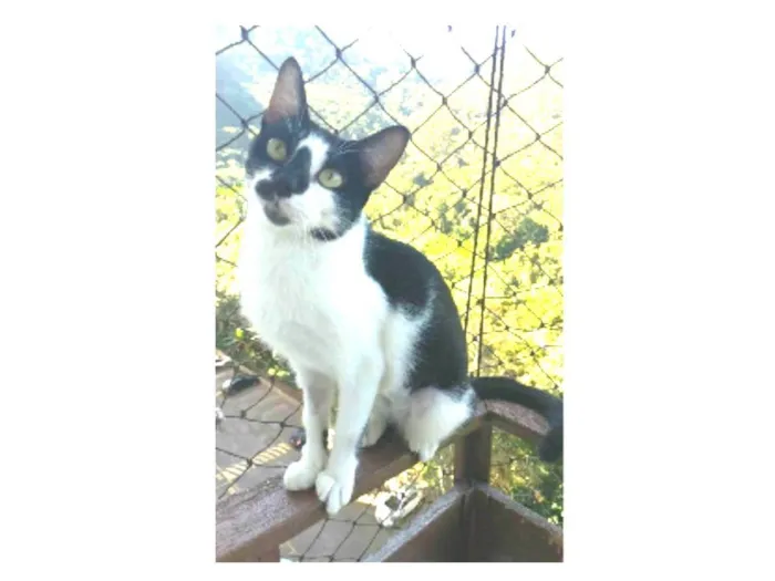 Gato ra a srd frajolinha idade 7 a 11 meses nome CELINA