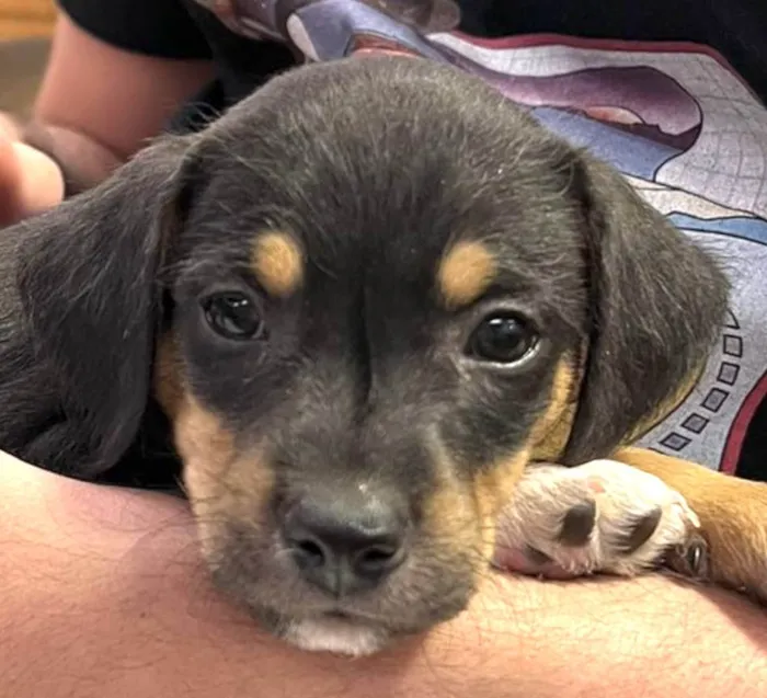 Cachorro ra a Mestico  idade 2 a 6 meses nome Duque 