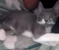 Fumaça