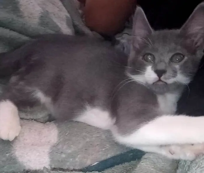 Gato ra a Srd idade 2 a 6 meses nome Fumaça