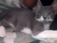 Fumaça