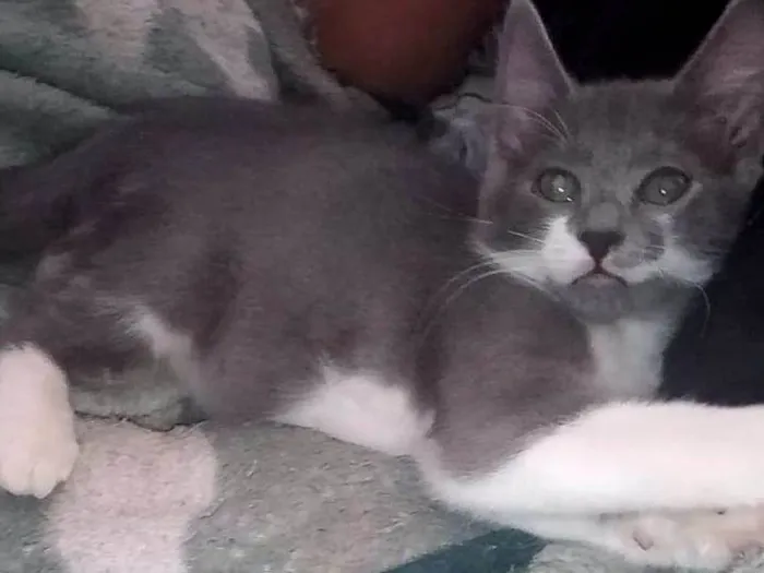 Gato ra a Srd idade 2 a 6 meses nome Fumaça