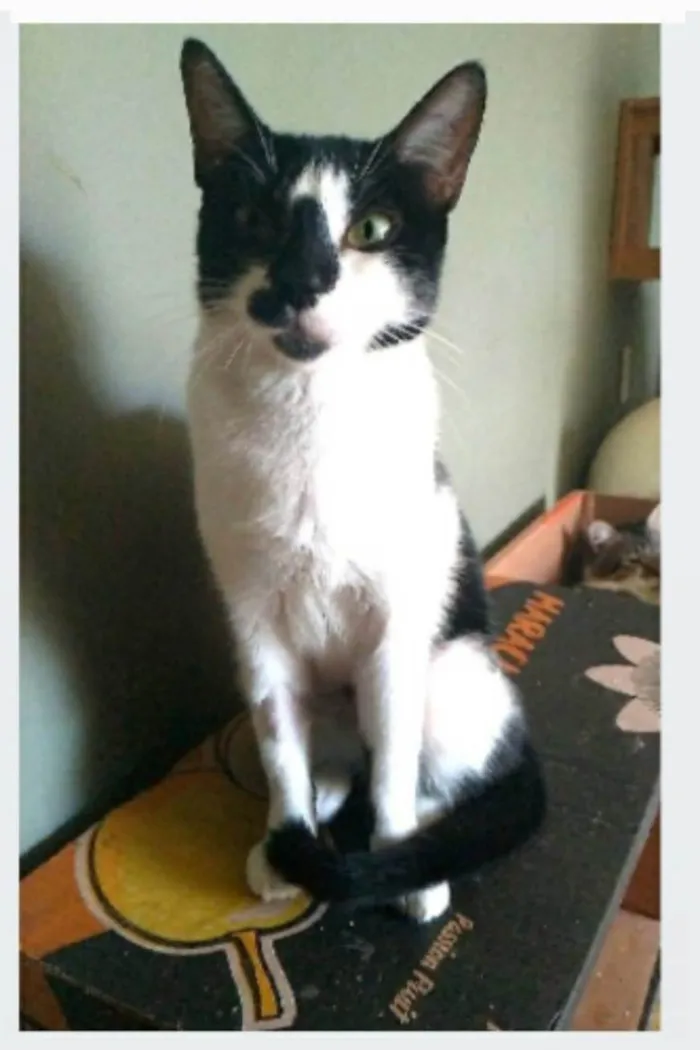 Gato ra a srd frajolinha  idade 7 a 11 meses nome CELINA