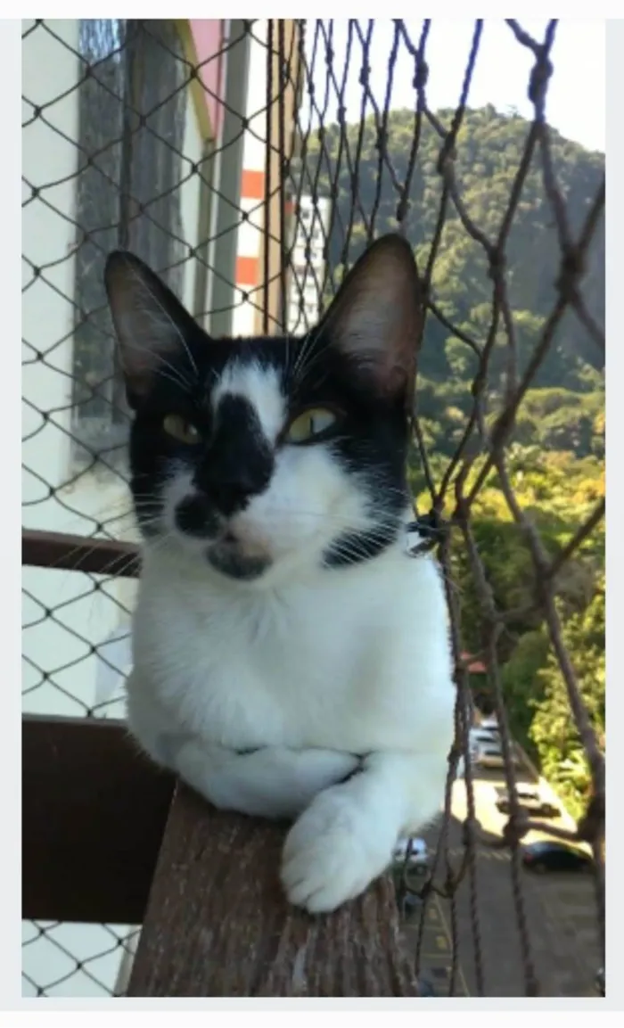 Gato ra a srd frajolinha  idade 7 a 11 meses nome CELINA