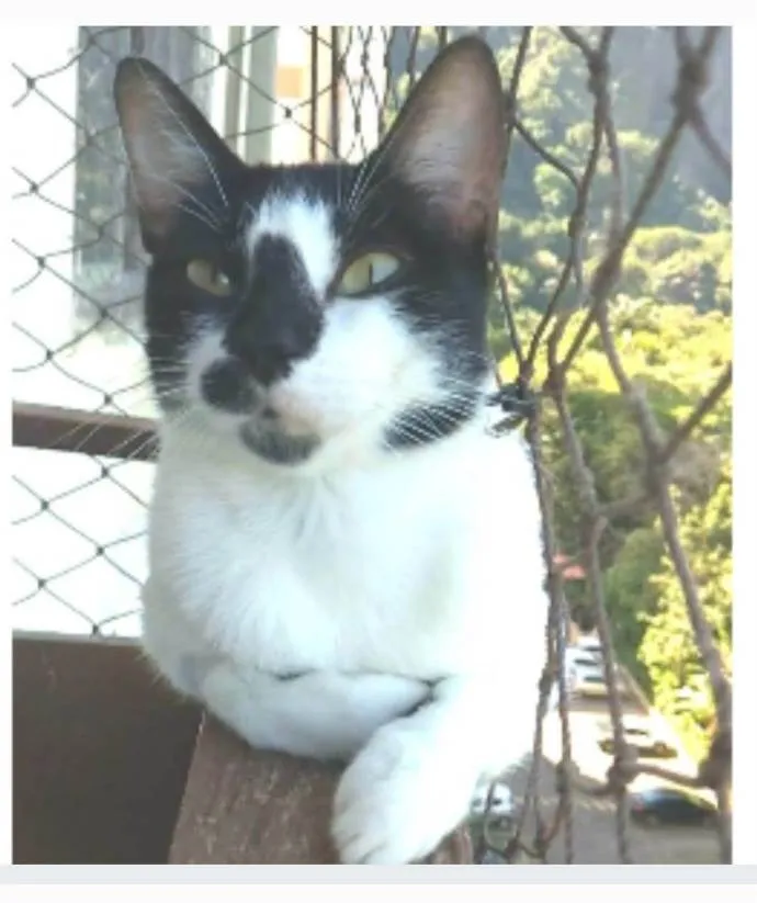 Gato ra a srd frajolinha  idade 7 a 11 meses nome CELINA