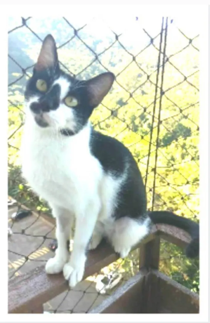 Gato ra a srd frajolinha  idade 7 a 11 meses nome CELINA