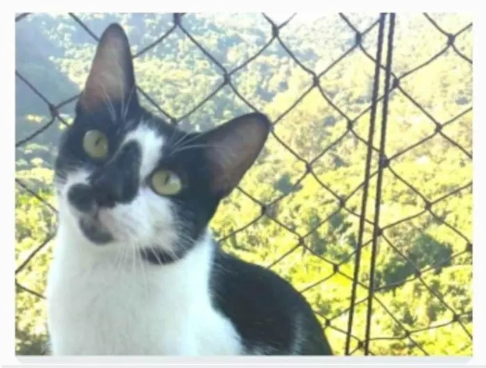 Gato ra a srd frajolinha  idade 7 a 11 meses nome CELINA
