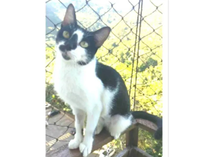 Gato ra a srd frajolinha  idade 7 a 11 meses nome CELINA