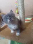 Fumaça