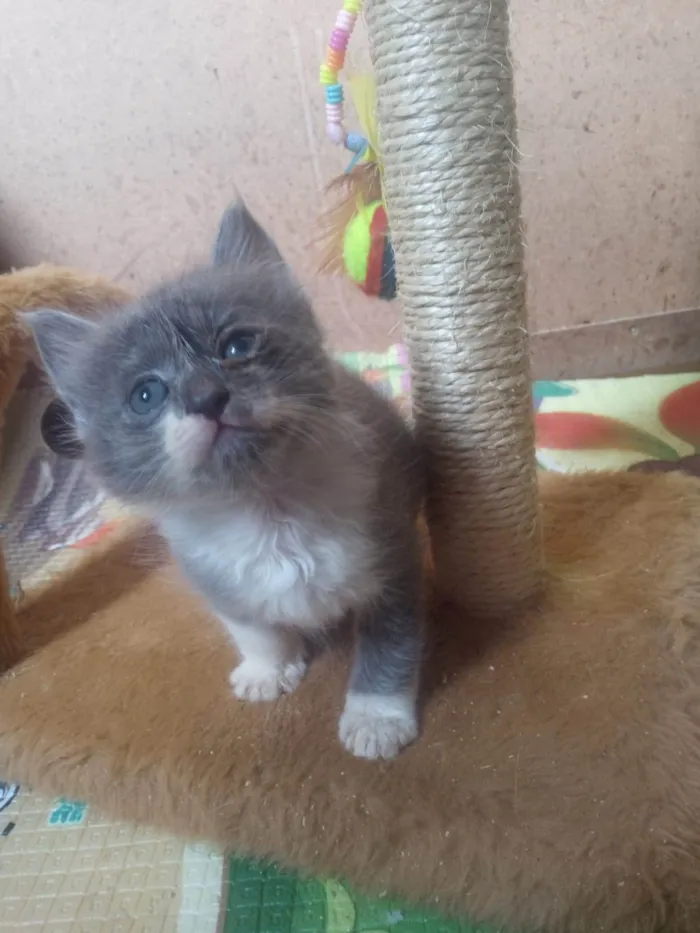Gato ra a Srd idade 2 a 6 meses nome Fumaça