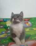 Fumaça