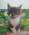 Fumaça