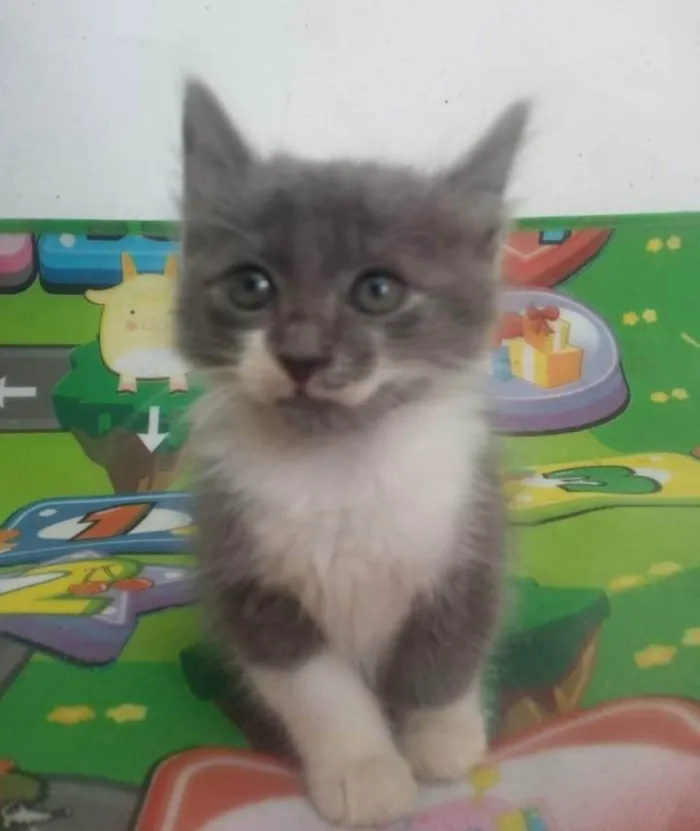 Gato ra a Srd idade 2 a 6 meses nome Fumaça