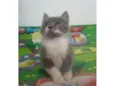 Fumaça