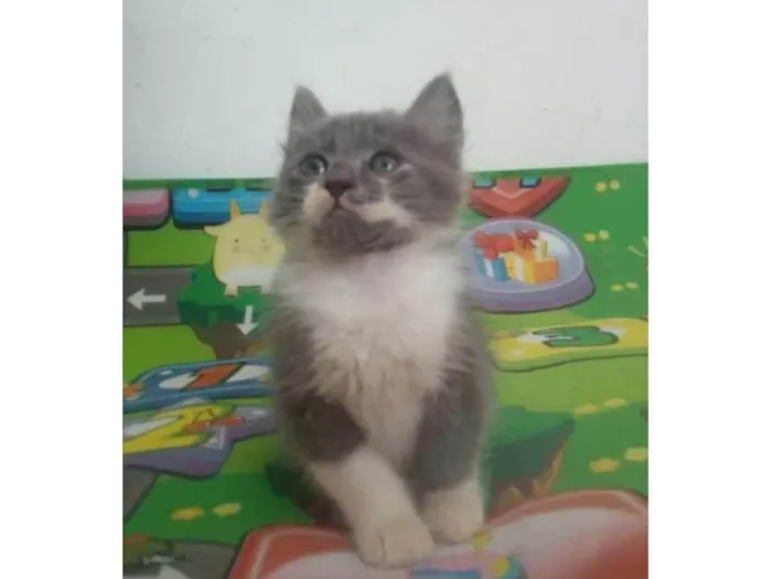 Gato ra a Srd idade 2 a 6 meses nome Fumaça