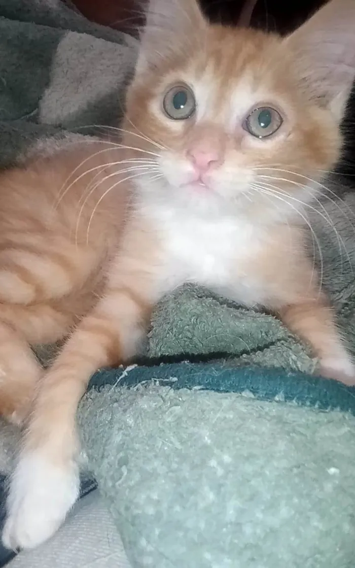 Gato ra a Srd idade 2 a 6 meses nome Faísca