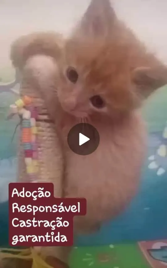 Gato ra a Srd idade 2 a 6 meses nome Faísca