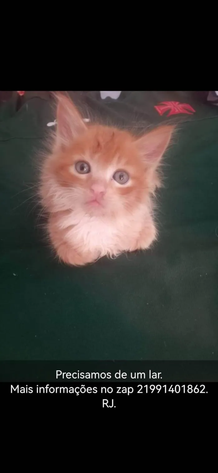 Gato ra a Srd idade 2 a 6 meses nome Faísca