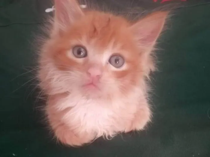 Gato ra a Srd idade 2 a 6 meses nome Faísca