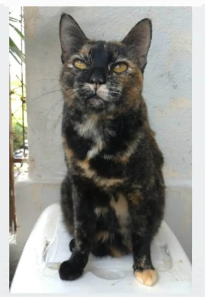 Gato ra a srd escaminha rosét  idade 2 anos nome LUÍSA