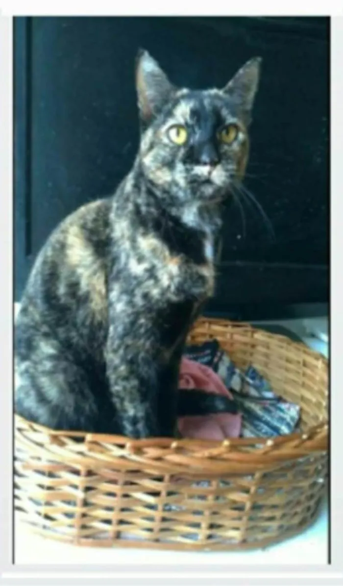 Gato ra a srd escaminha rosét  idade 2 anos nome LUÍSA