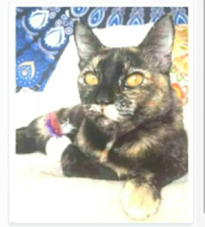 Gato ra a srd escaminha rosét  idade 2 anos nome LUÍSA