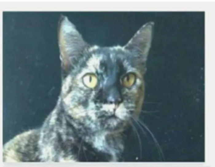 Gato ra a srd escaminha rosét  idade 2 anos nome LUÍSA