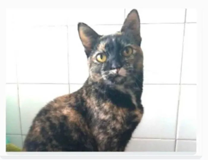 Gato ra a srd escaminha rosét  idade 2 anos nome LUÍSA