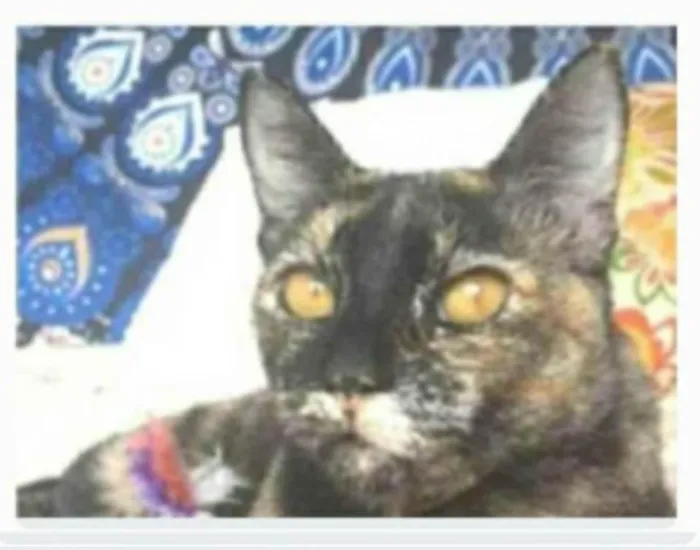 Gato ra a srd escaminha rosét  idade 2 anos nome LUÍSA